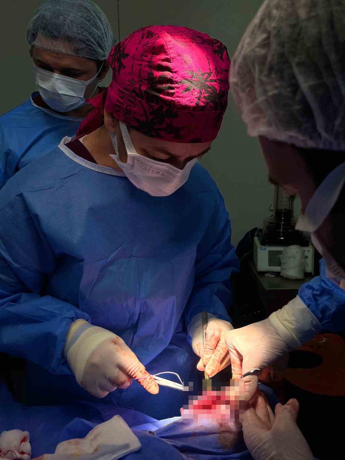 Doğum sırasında bacağı kırılan buzağı, başarılı ameliyatla hayata tutundu
