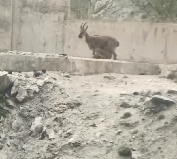 Artvin’de yol ortasında yavrularını emziren dağ keçisi cep telefonu kameralarına yakalandı