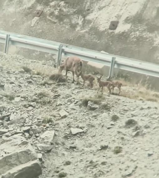 Artvin’de yol ortasında yavrularını emziren dağ keçisi cep telefonu kameralarına yakalandı

