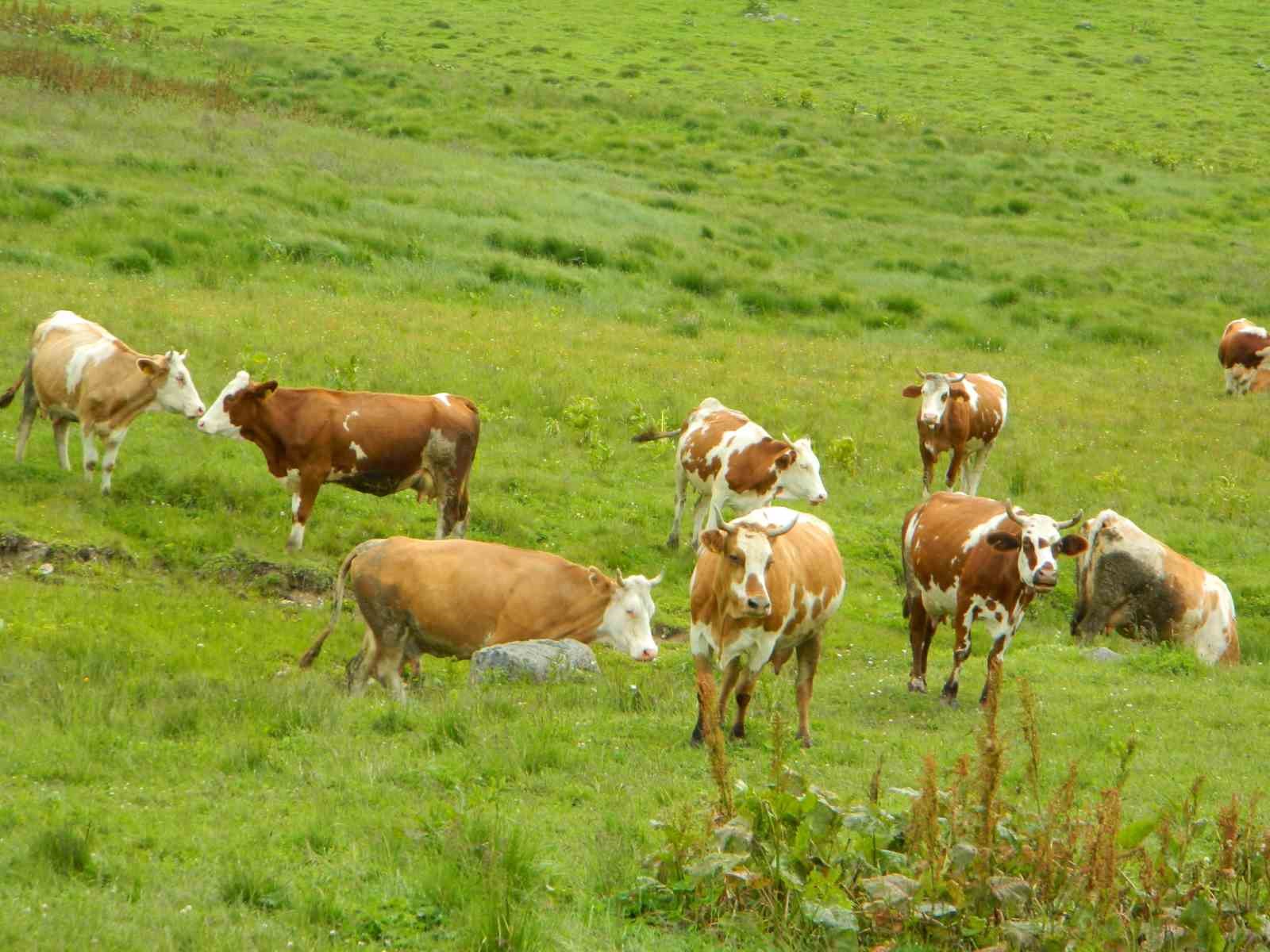 Mevsimler Posof’a güzellik katıyor
