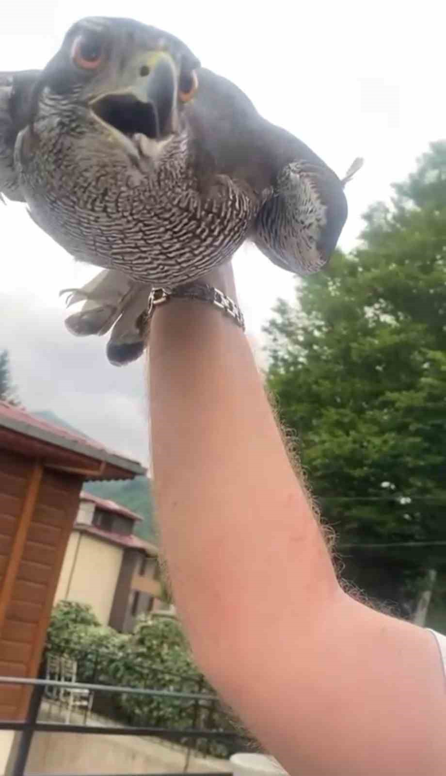 8 yıllık atmacasını doğaya saldı, atmaca arkasına bakmadan uçup gitti