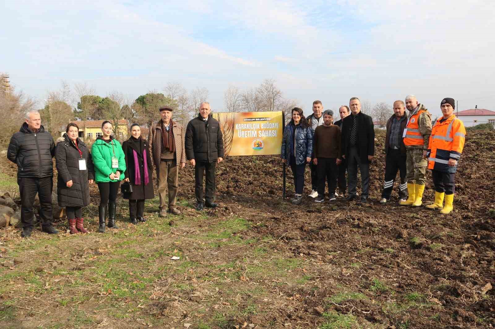 Atakum’da hayvancılık yapan ailelere yem bitkisi desteği
