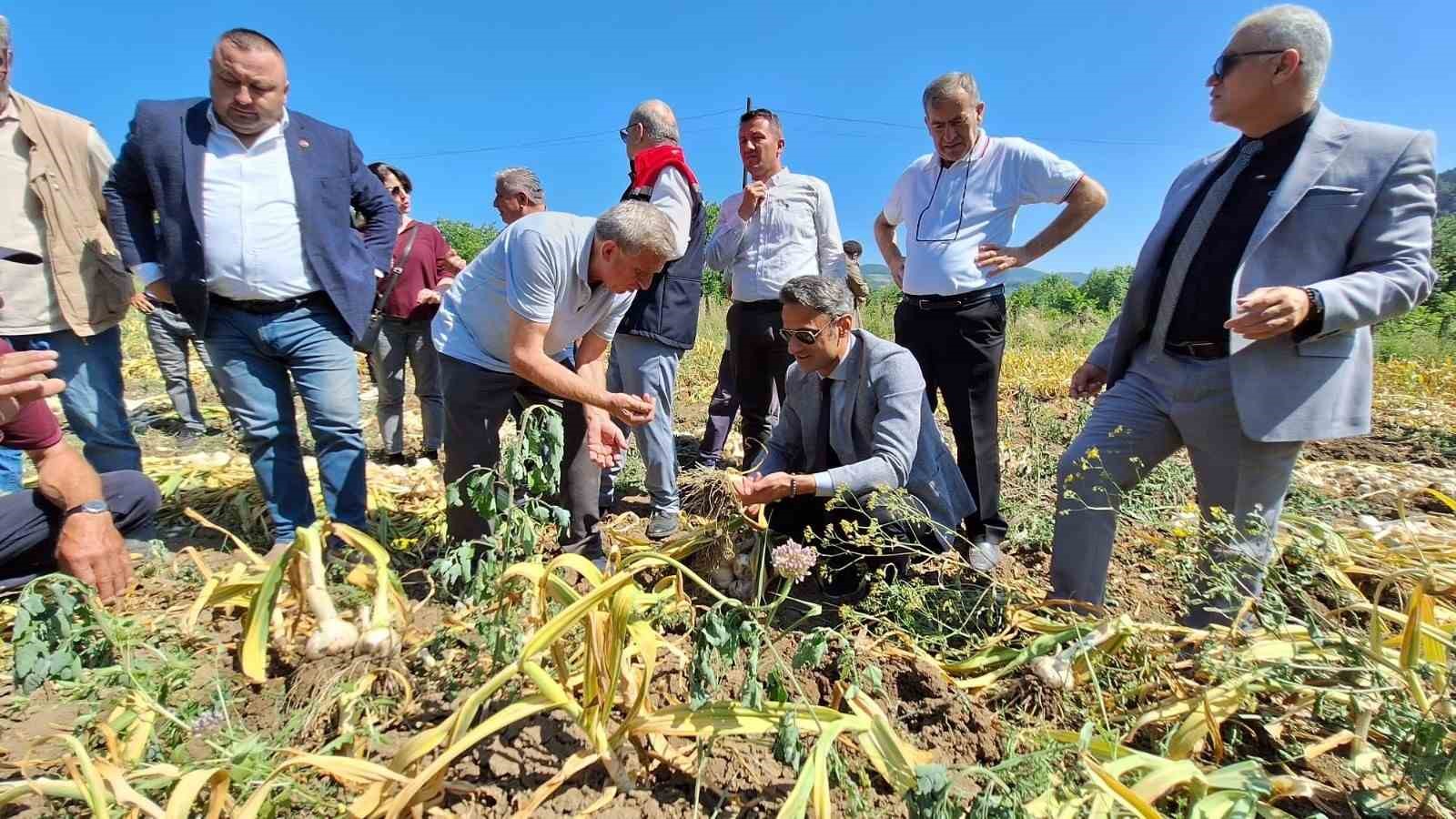 Zonguldak&rsquo;ta ilk kez makineli sarımsak hasadı ger&ccedil;ekleştirildi

