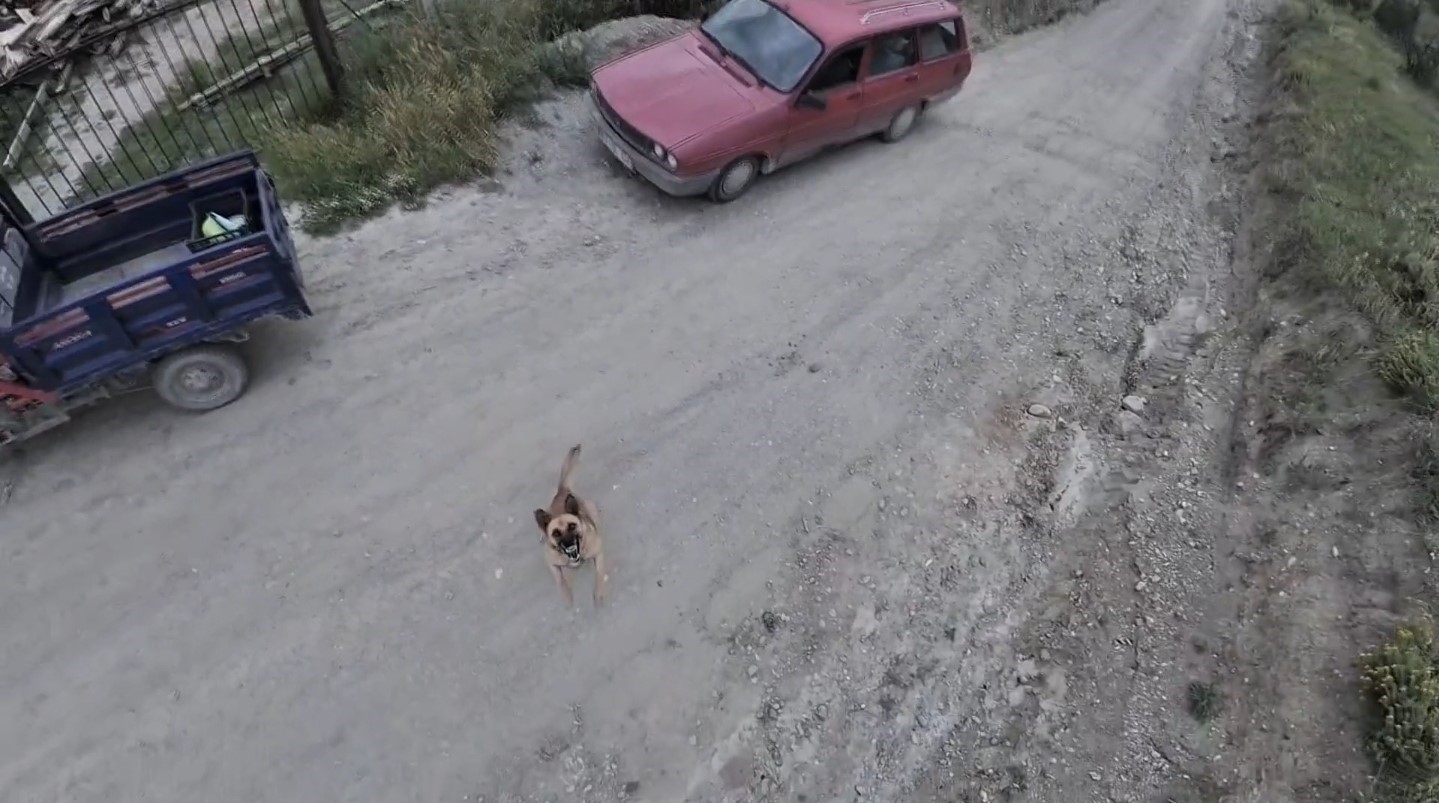 Köpeğin dronla imtihanı