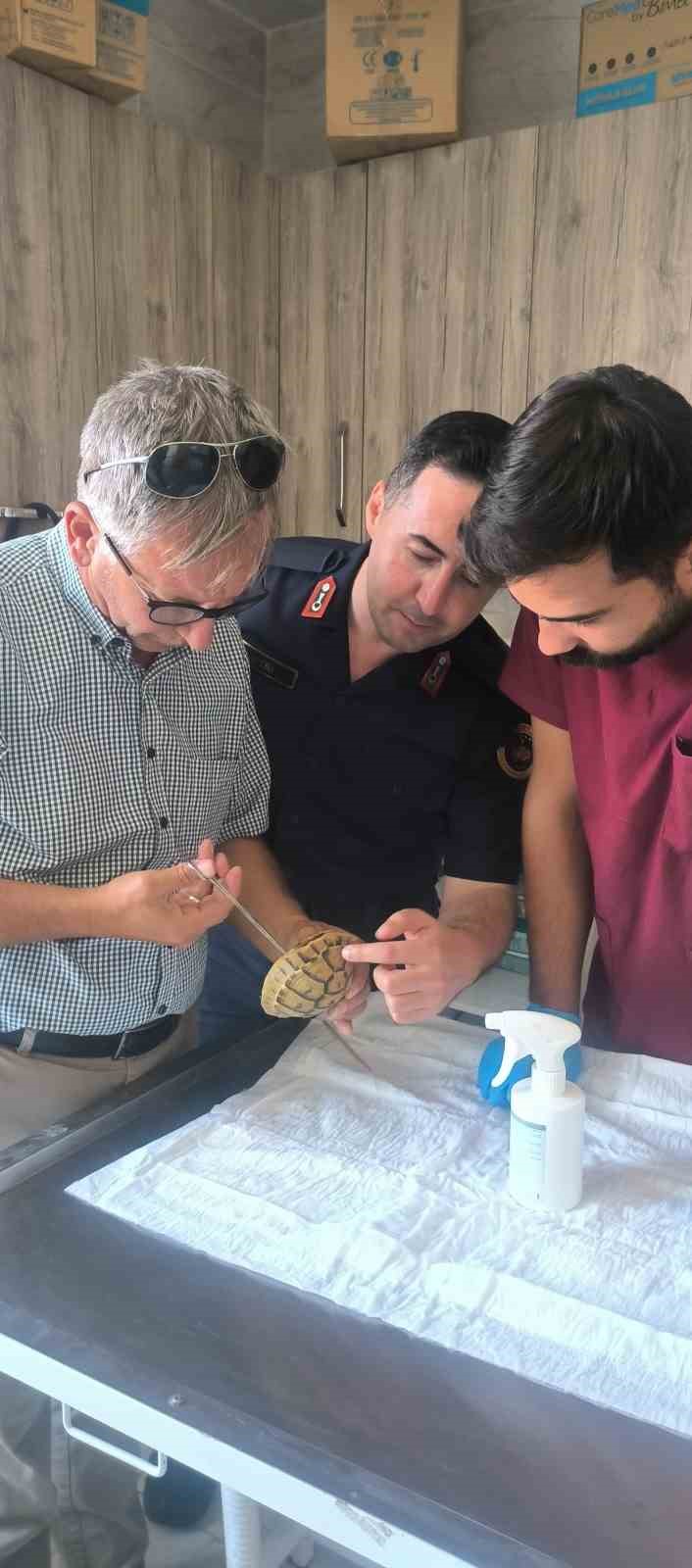 Jandarma devriye sırasında üzerinde keneler bulunan kaplumbağayı kurtardı

