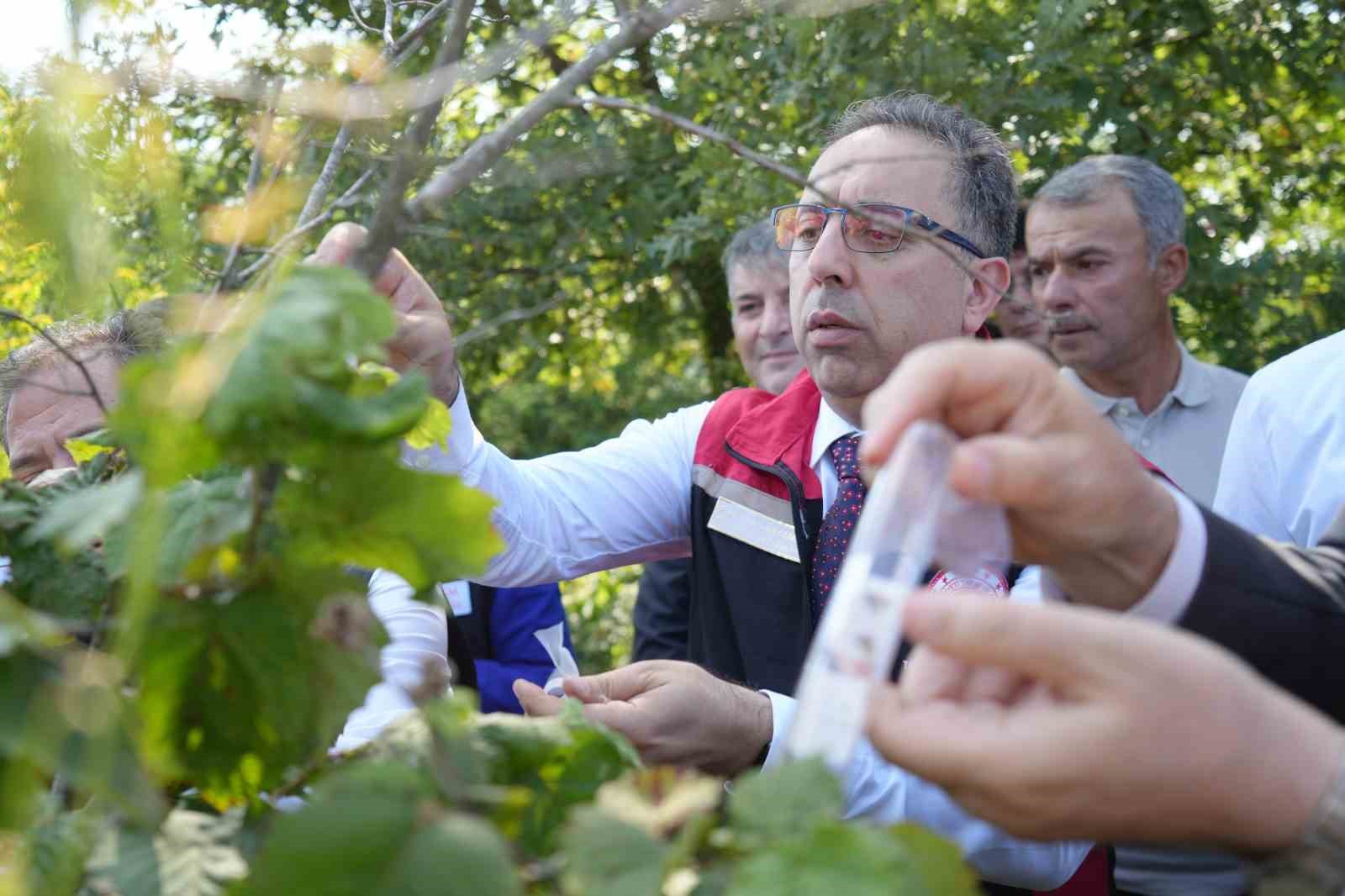 Kahverengi kokarcaya karşı 15 bin samuray arıcığı ve 300 sülün doğaya salındı
