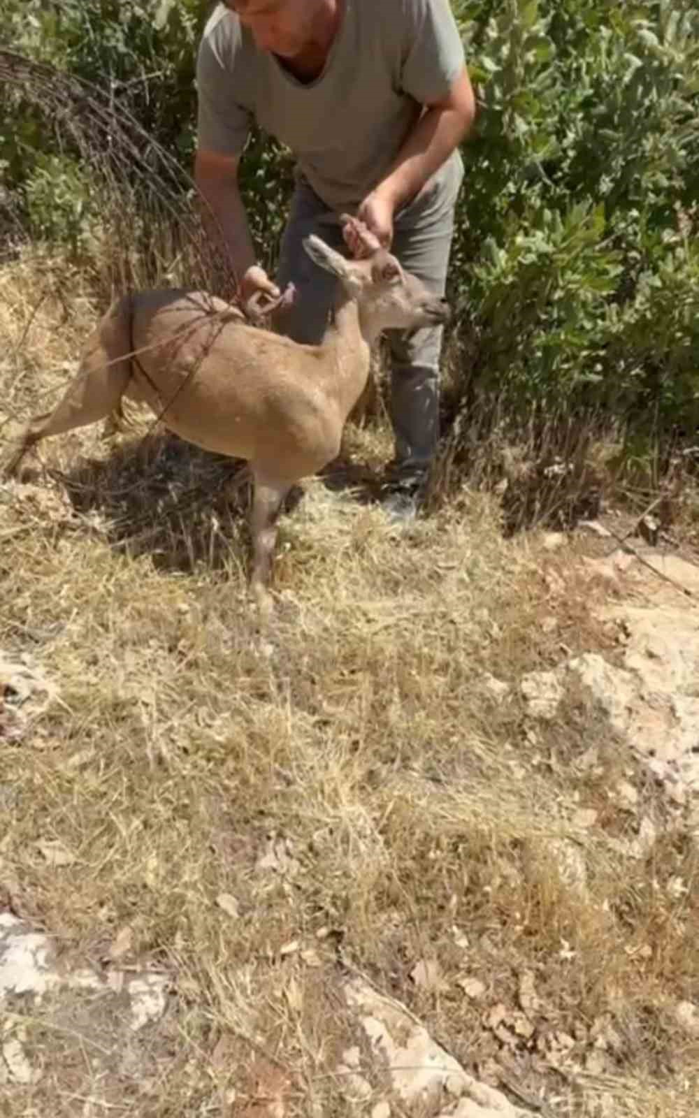 Tel &ouml;rg&uuml;lere takılan dağ ke&ccedil;isi kurtarıldı

