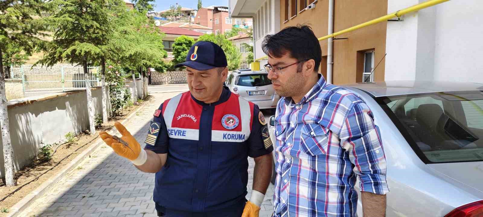 Yerköy’de nesli tükenmekte olan bozkır keleri görüldü