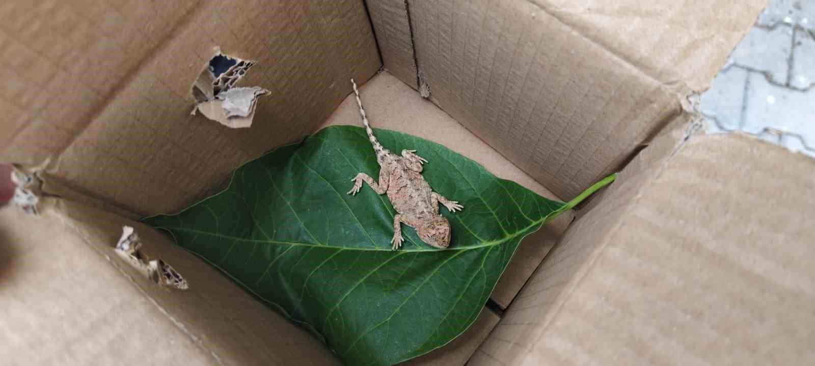 Yerk&ouml;y&rsquo;de nesli t&uuml;kenmekte olan bozkır keleri g&ouml;r&uuml;ld&uuml;
