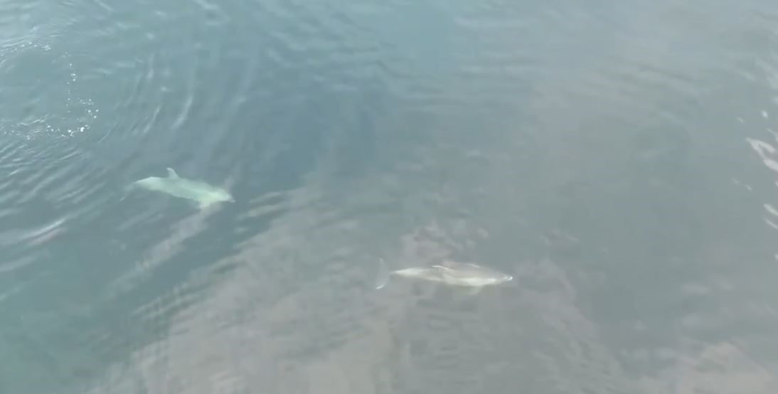 Denizdeki yunuslar havadan g&ouml;r&uuml;nt&uuml;lendi
