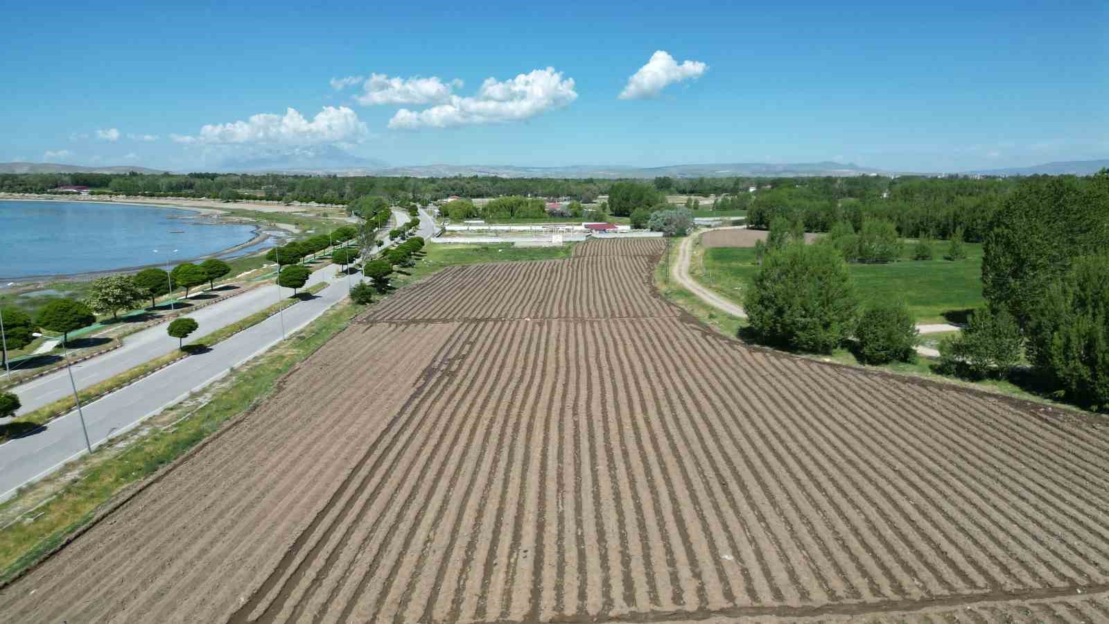 Coğrafi işaretli Erciş lahanasının fide dikimi başladı