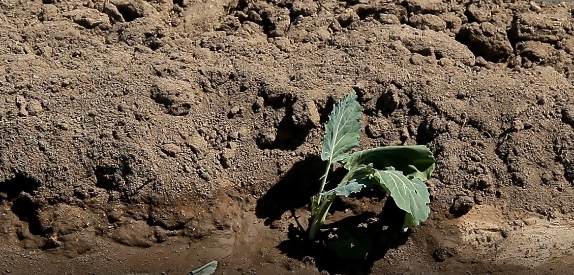 Coğrafi işaretli Erciş lahanasının fide dikimi başladı
