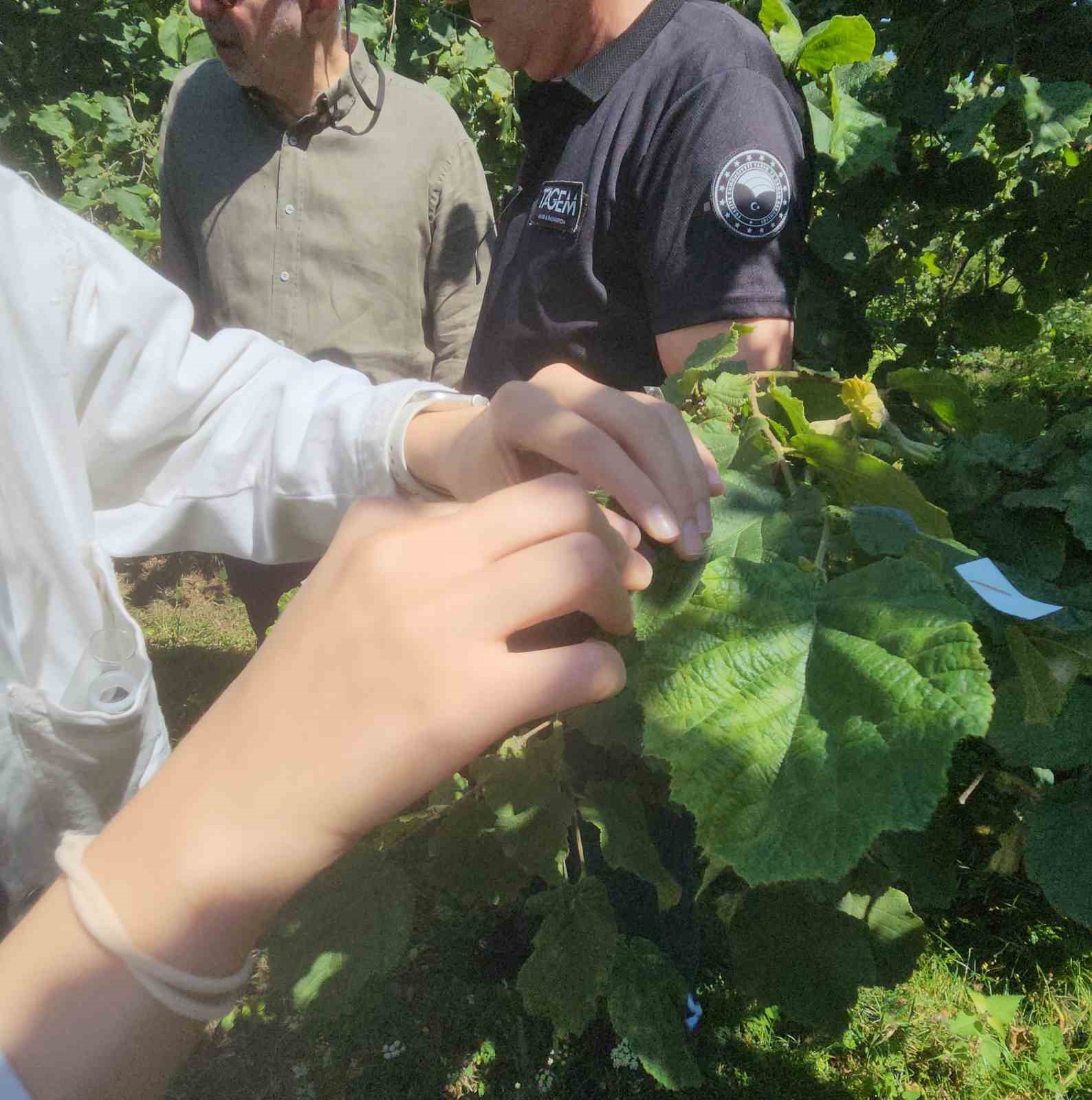 Giresun’da kahverengi kokarcaya karşı samuray arıları salınmaya başlandı