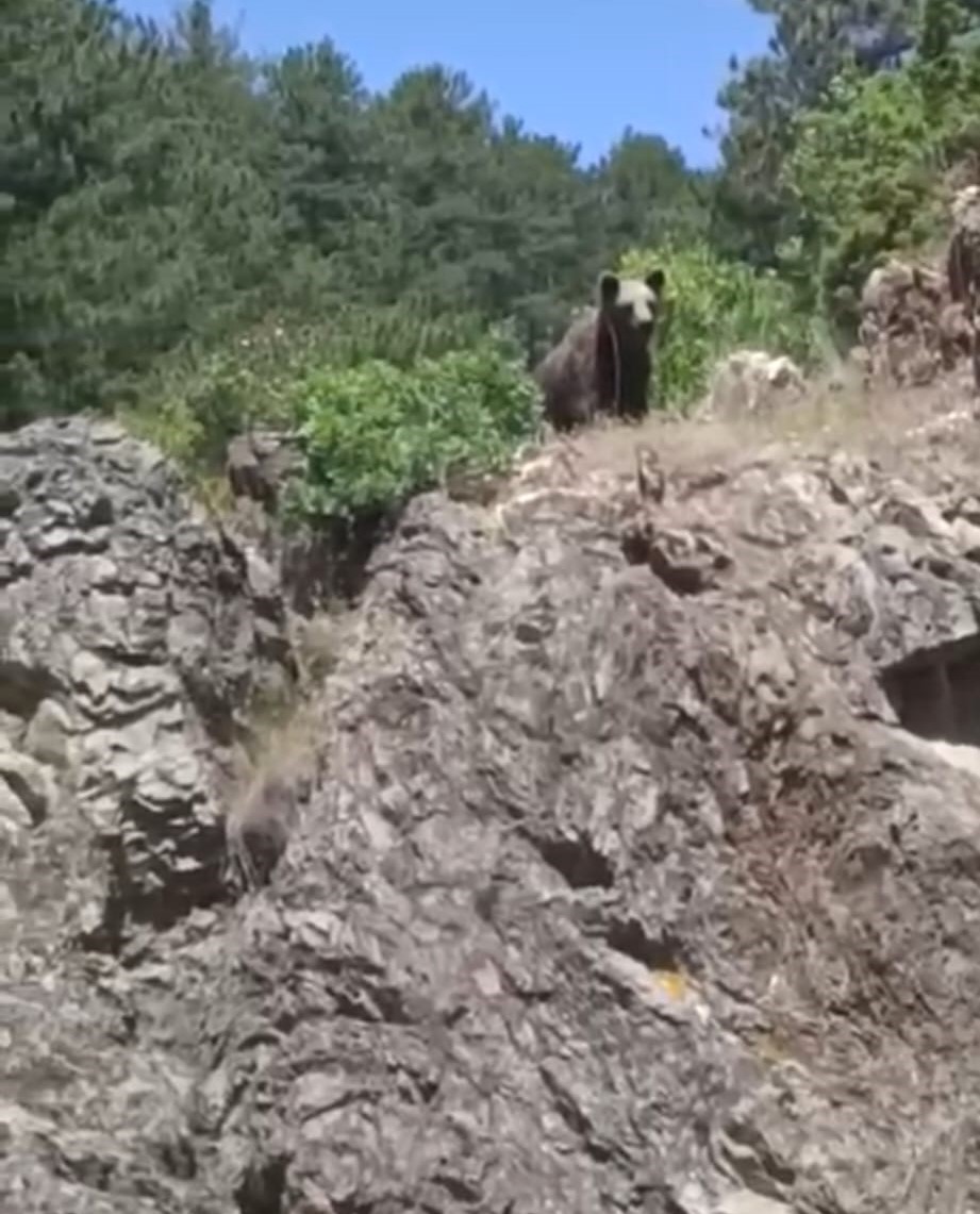 Kütahya’da ormanlık alanda ayı görüldü, gençler cep telefonlarına sarıldı