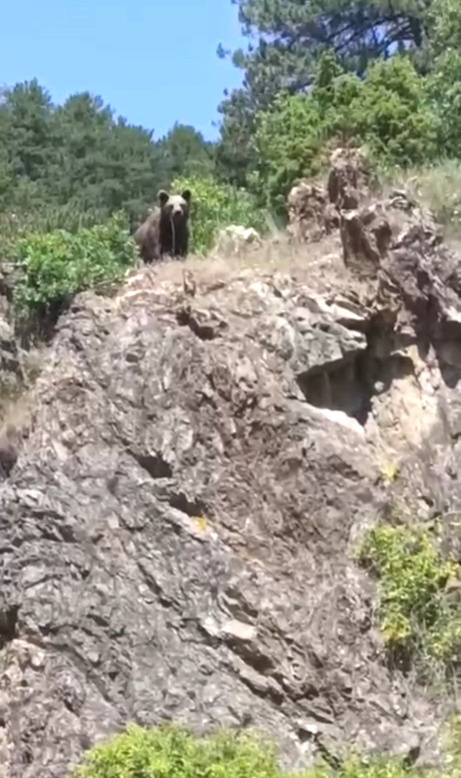 K&uuml;tahya&rsquo;da ormanlık alanda ayı g&ouml;r&uuml;ld&uuml;, gen&ccedil;ler cep telefonlarına sarıldı
