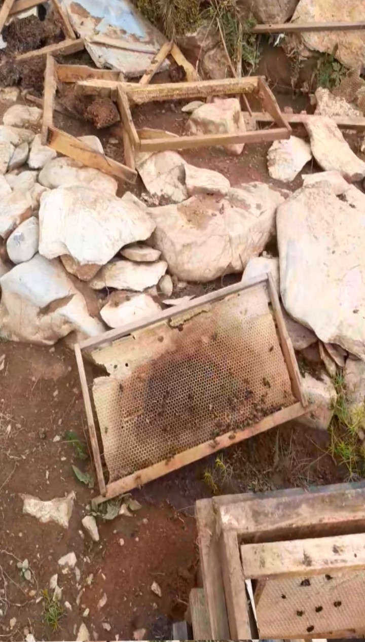 Bozkır&rsquo;da ayılar arı kovanlarına zarar verdi
