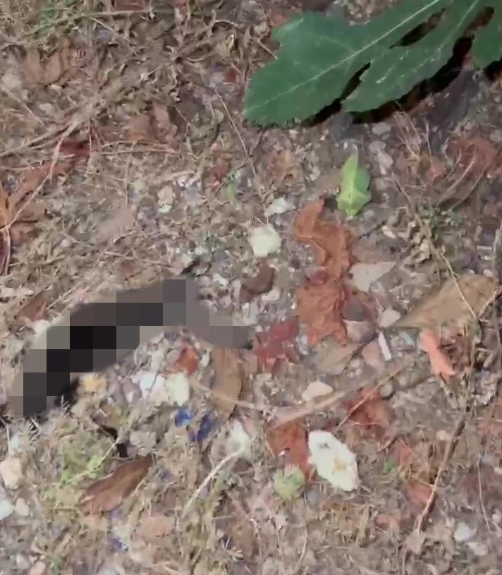 Antalya&rsquo;da k&ouml;t&uuml; kokuların yayıldığı ev hayvanseverleri ayağa kaldırdı
