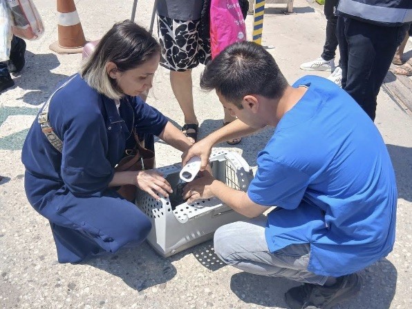 Marmara ve Avşa adalarına kimliksiz hayvan girişi yasaklandı
