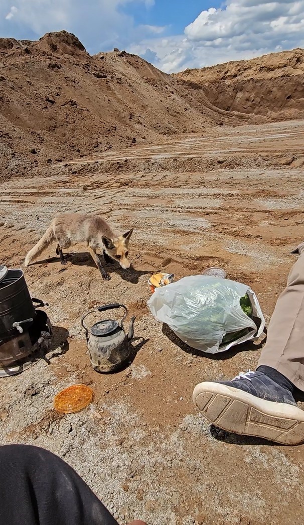 Ahlat&rsquo;ta tilki, pomza ocağının m&uuml;davimi oldu: Her g&uuml;n iş&ccedil;ilerin sofrasına konuk oluyor
