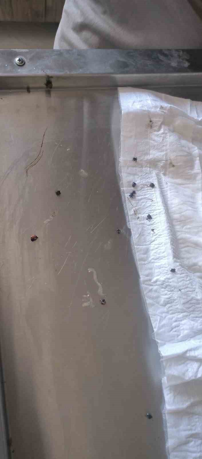 Jandarma devriye sırasında üzerinde keneler bulunan kaplumbağayı kurtardı