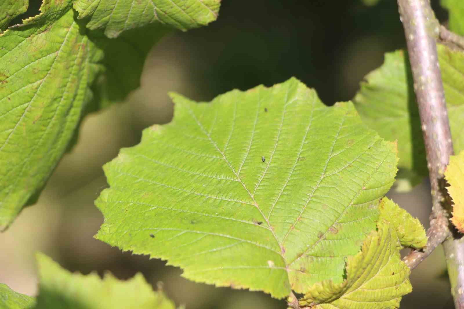 İstilacı kokarcaya karşı samuray arısı umudu

