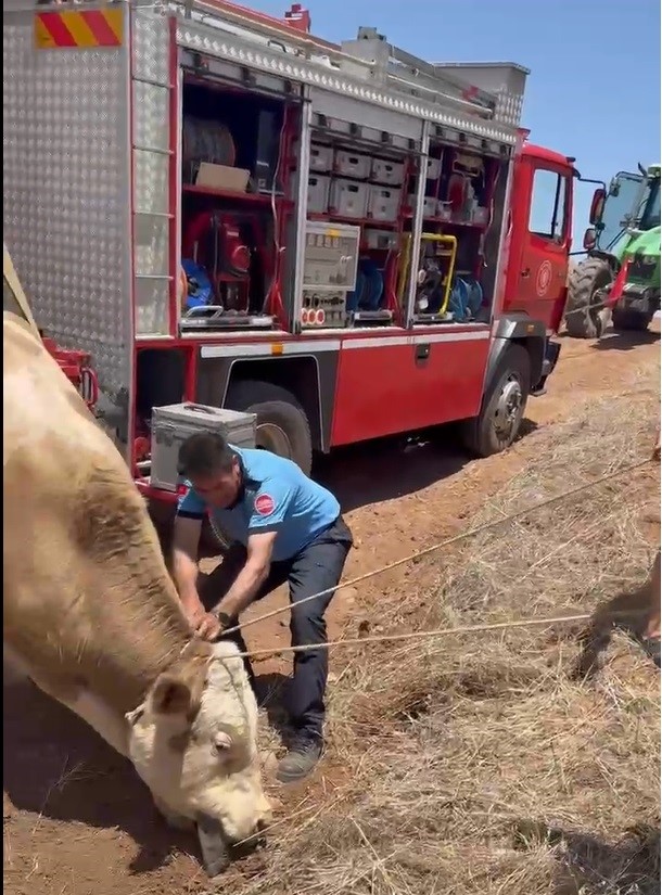 Gaziantep&rsquo;te &ccedil;ukura d&uuml;şen g&ouml;rme engelli dana kurtarıldı
