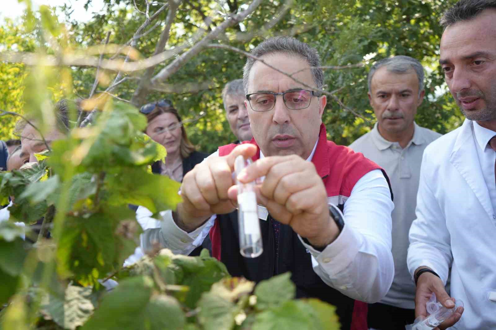 Kahverengi kokarcaya karşı 15 bin samuray arıcığı ve 300 sülün doğaya salındı
