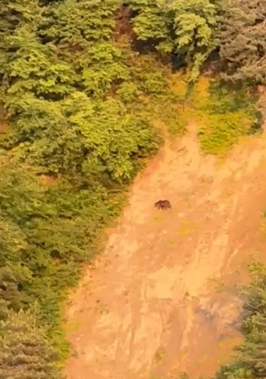 Sinop&rsquo;ta ayı g&ouml;r&uuml;nt&uuml;lendi
