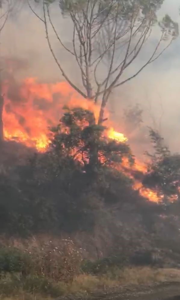 Koçarlı’da orman yangını: Çok sayıda ekip sevk edildi