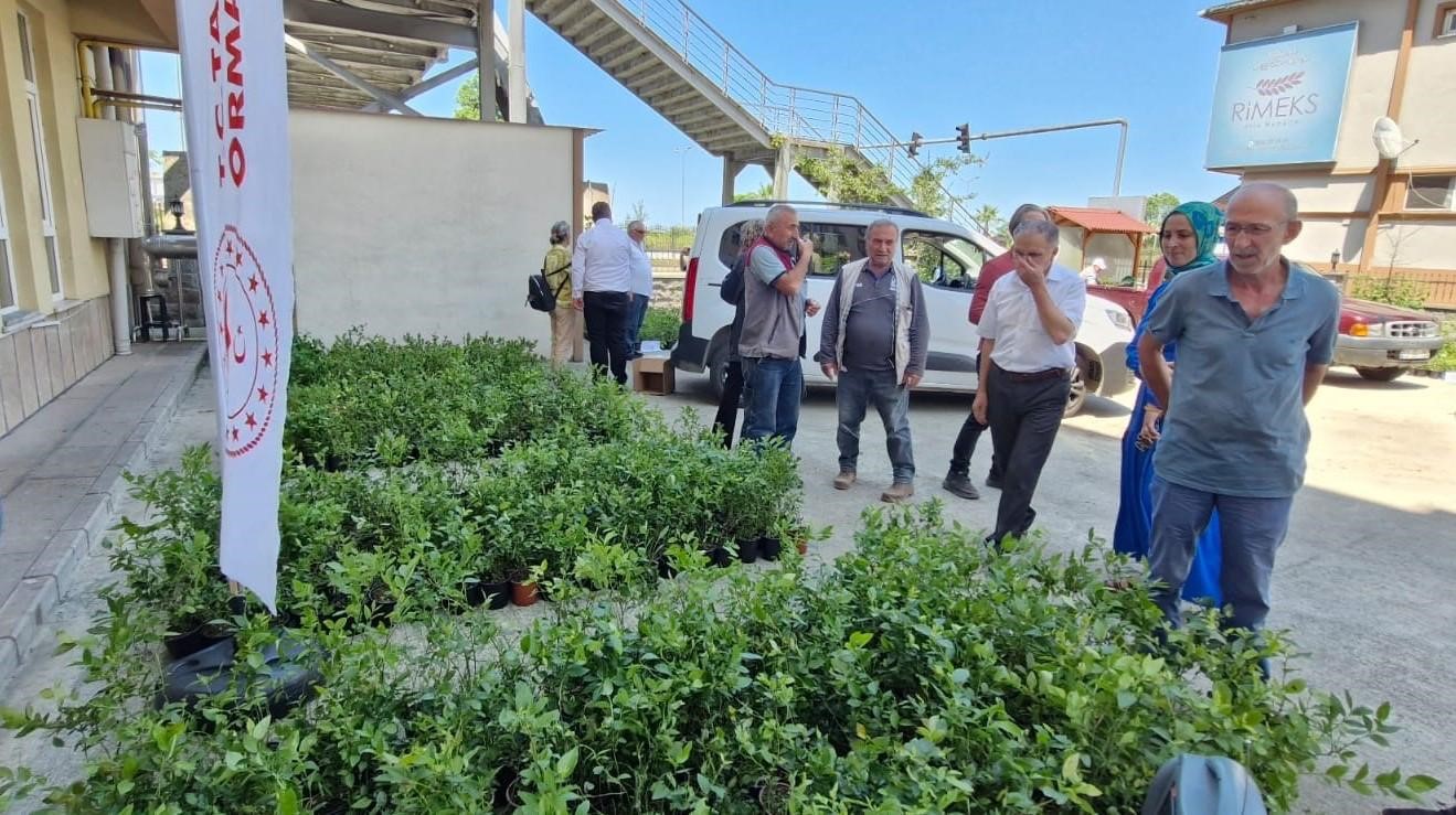 Rize’de 9 bin 500 maviyemiş fidanı üreticilere dağıtıldı