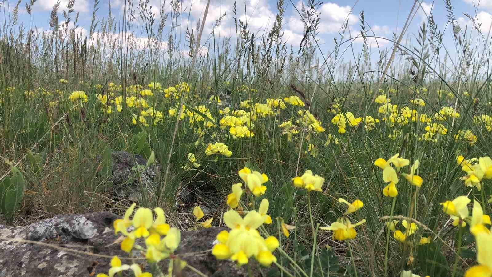 Kars&rsquo;ta &ccedil;i&ccedil;ekler arasında Kafkas Dansı, g&ouml;renleri mest etti
