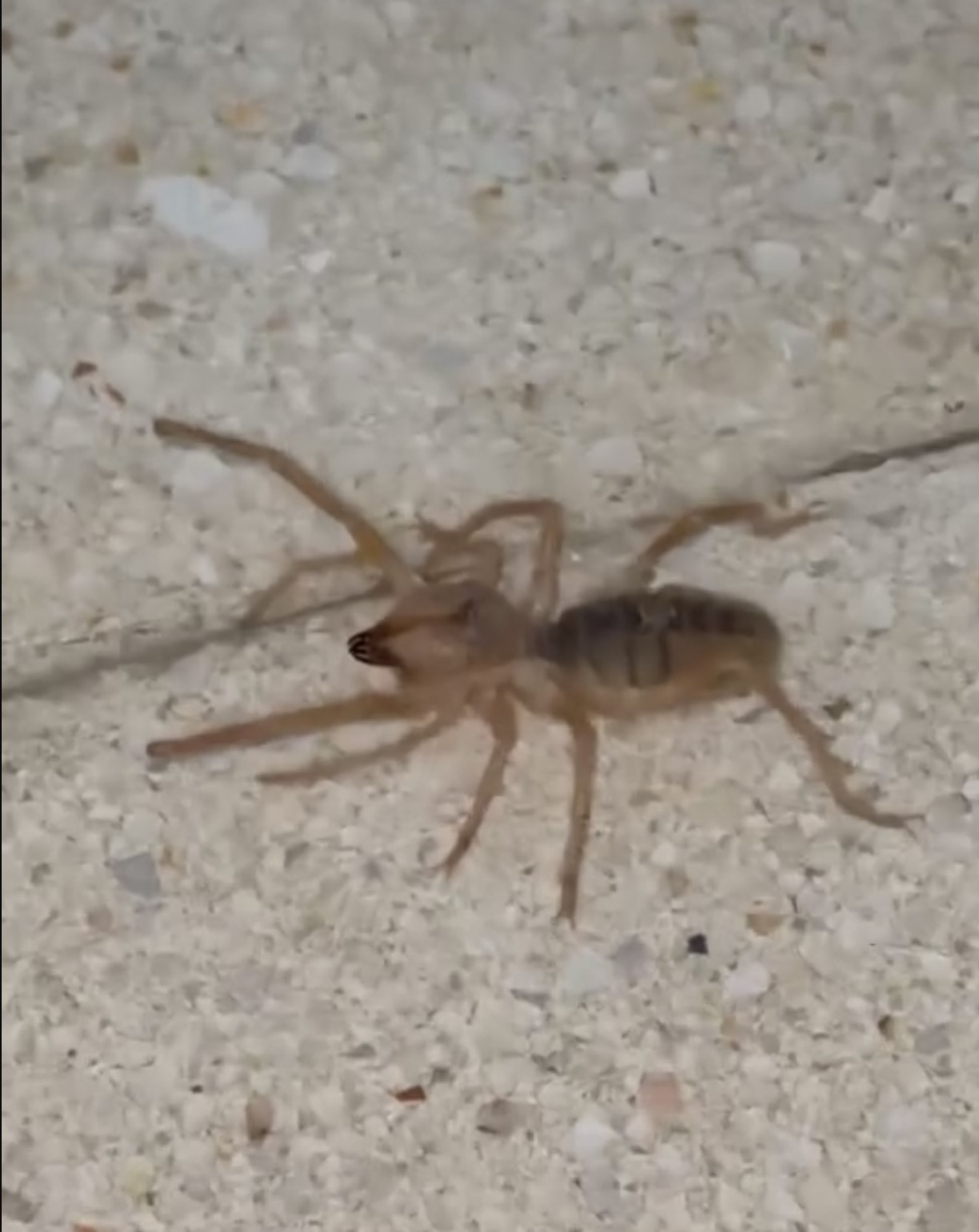 Elazığ’da zehirli etçil sarı kız örümceği görüntülendi