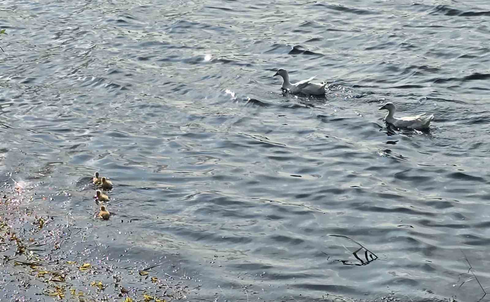 Pelitözü Göleti’nde uzun bir aradan sonra ilk pekin ördeği yavruları