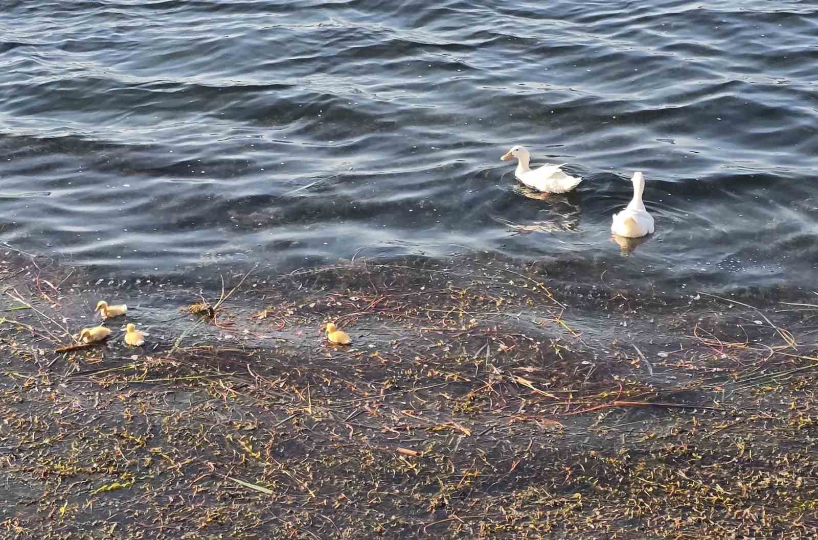 Pelitözü Göleti’nde uzun bir aradan sonra ilk pekin ördeği yavruları
