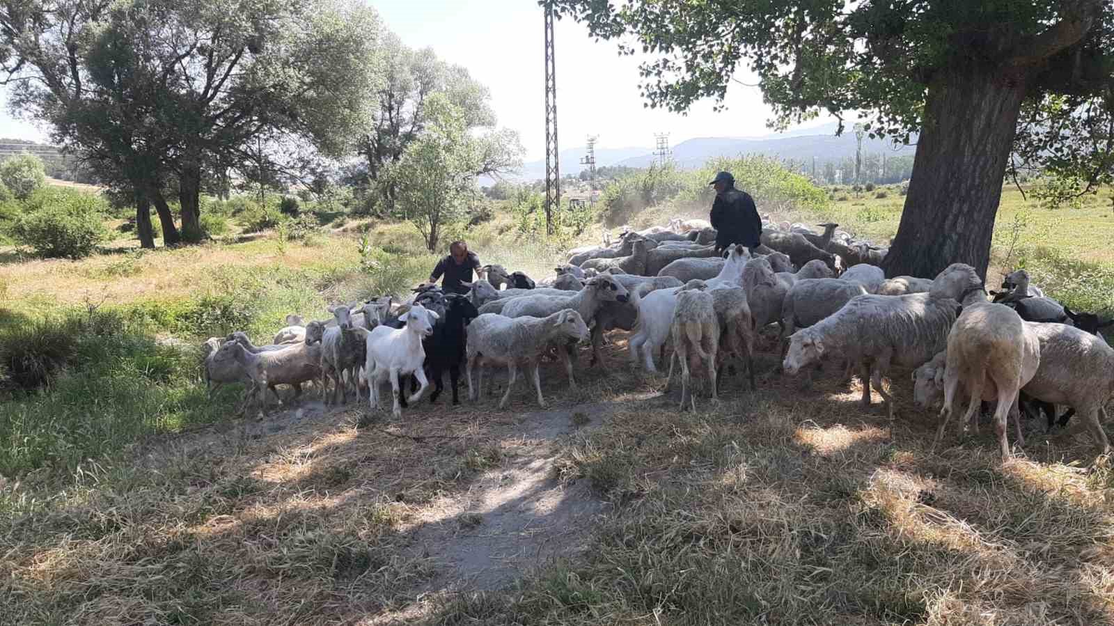 Bolu’da başıboş köpekler sürüye saldırdı: "Köpeklerle bizim başımız belada"
