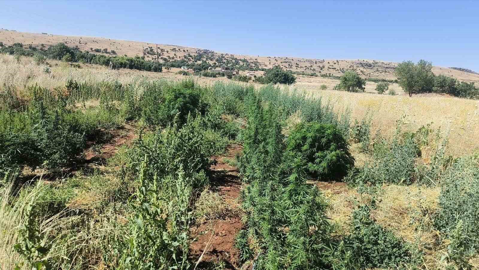 Diyarbakır’da 22 bin kök kenevir bitkisi ile 12 kilo esrar ele geçirildi
