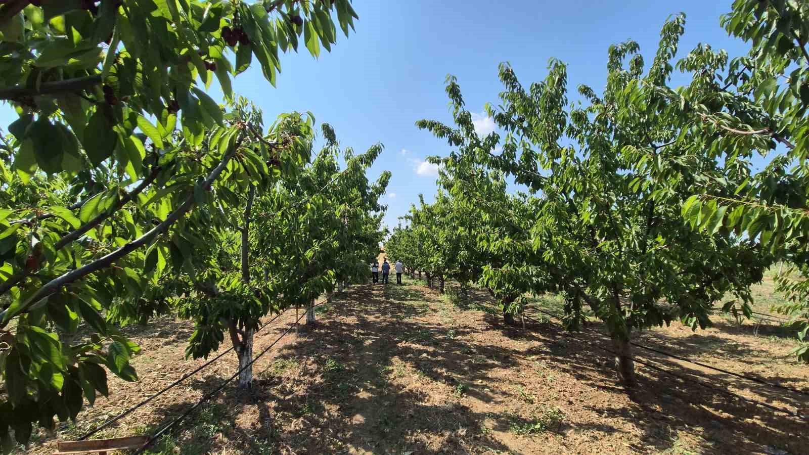 Tekirdağ&rsquo;da bah&ccedil;ede kiraz 130 ile 250 TL arasında
