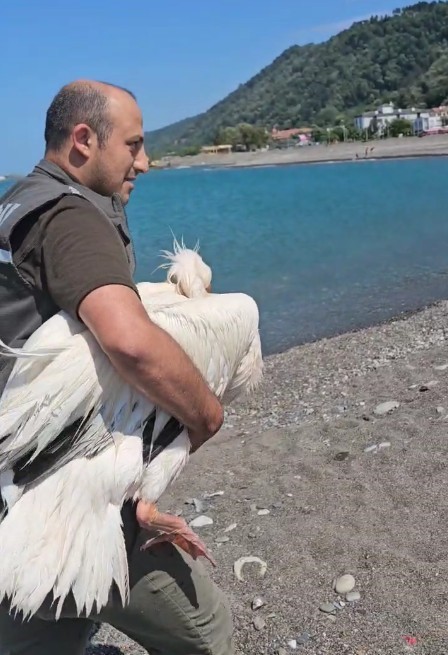 Kastamonu’da sahilde yaralı halde bulunan pelikan, tedavi altına alındı