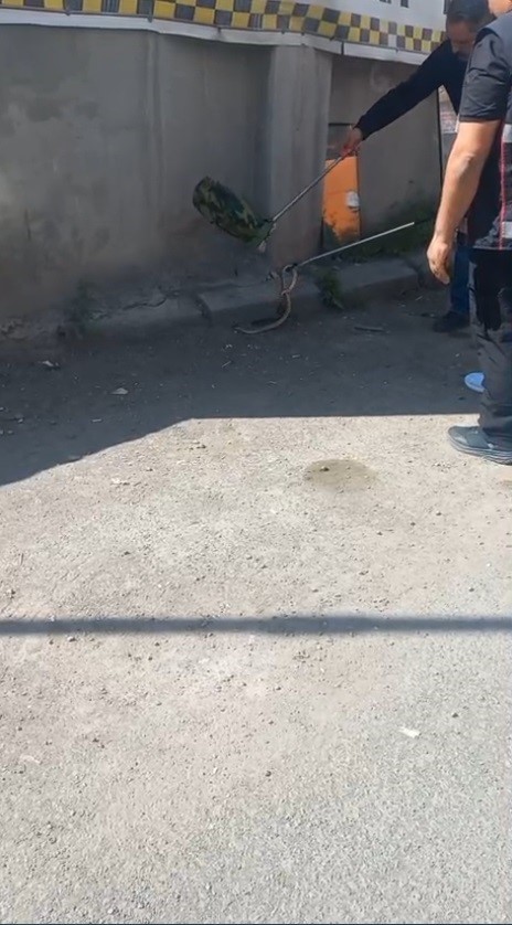 Kars’ta 1 metrelik yılan paniği