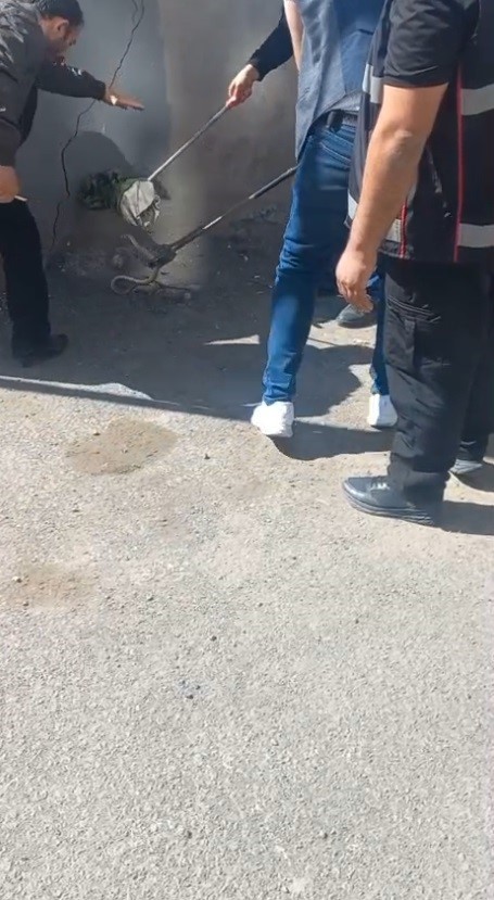 Kars’ta 1 metrelik yılan paniği