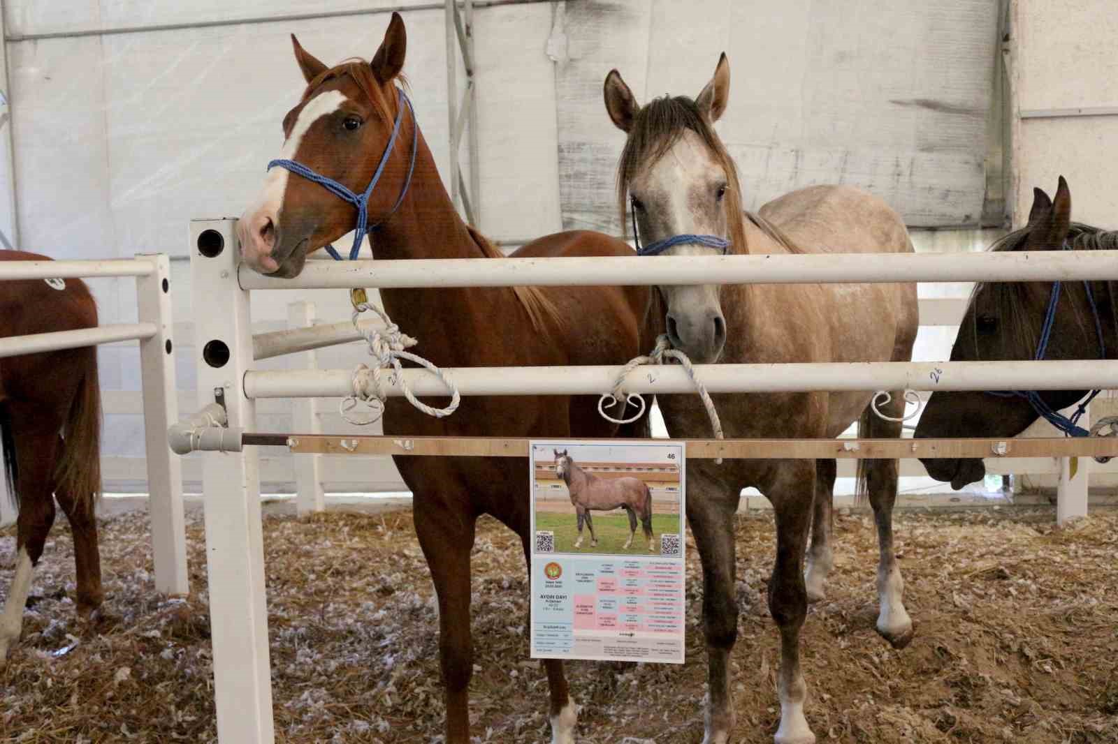TİGEM, tay satışından tek seferde 31 milyon 20 bin liralık gelir elde etti