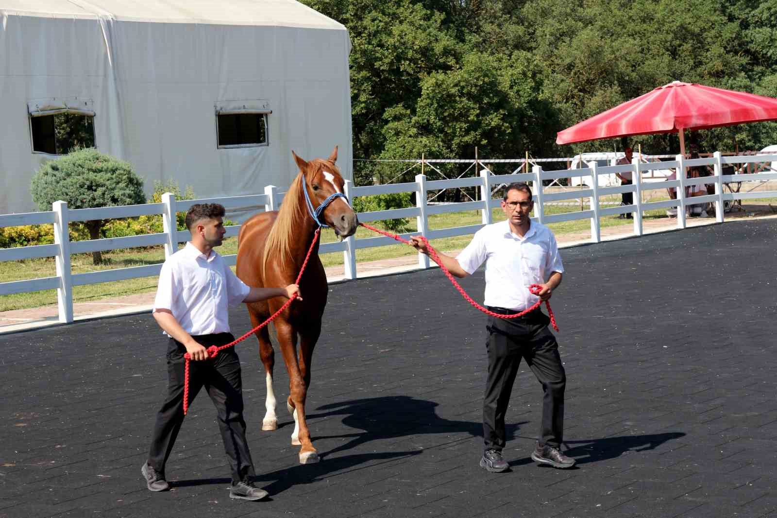 TİGEM, tay satışından tek seferde 31 milyon 20 bin liralık gelir elde etti
