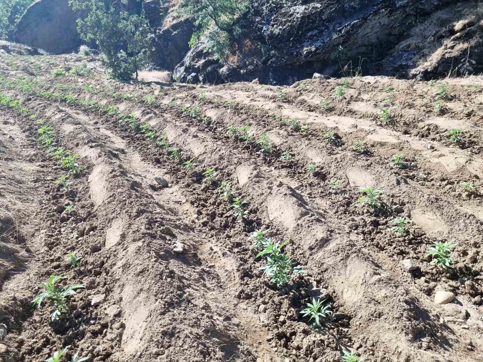 Bingöl’de uyuşturucu üretimine geçit yok