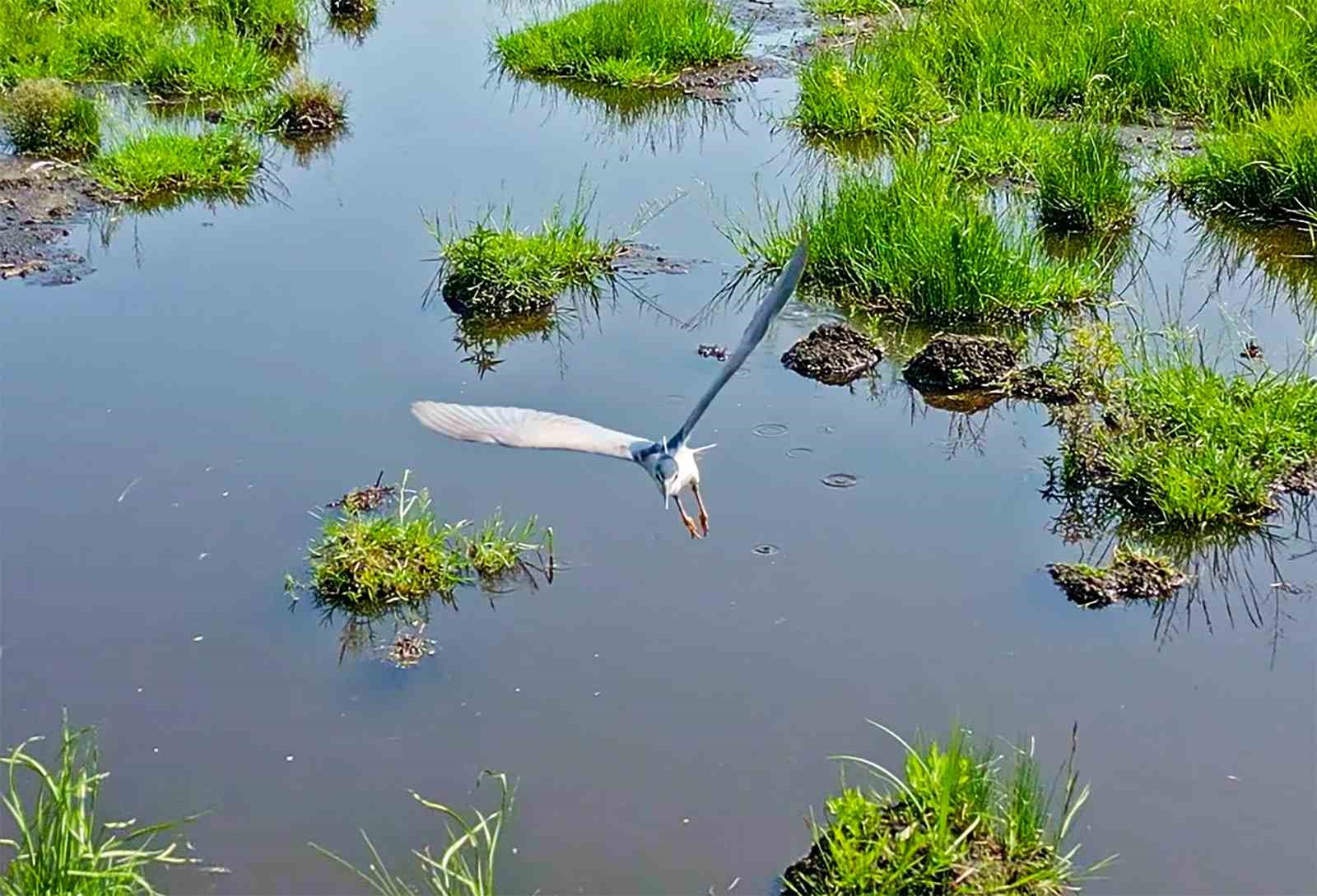 Bitlis’in sulak alanları kuş cennetini andırıyor