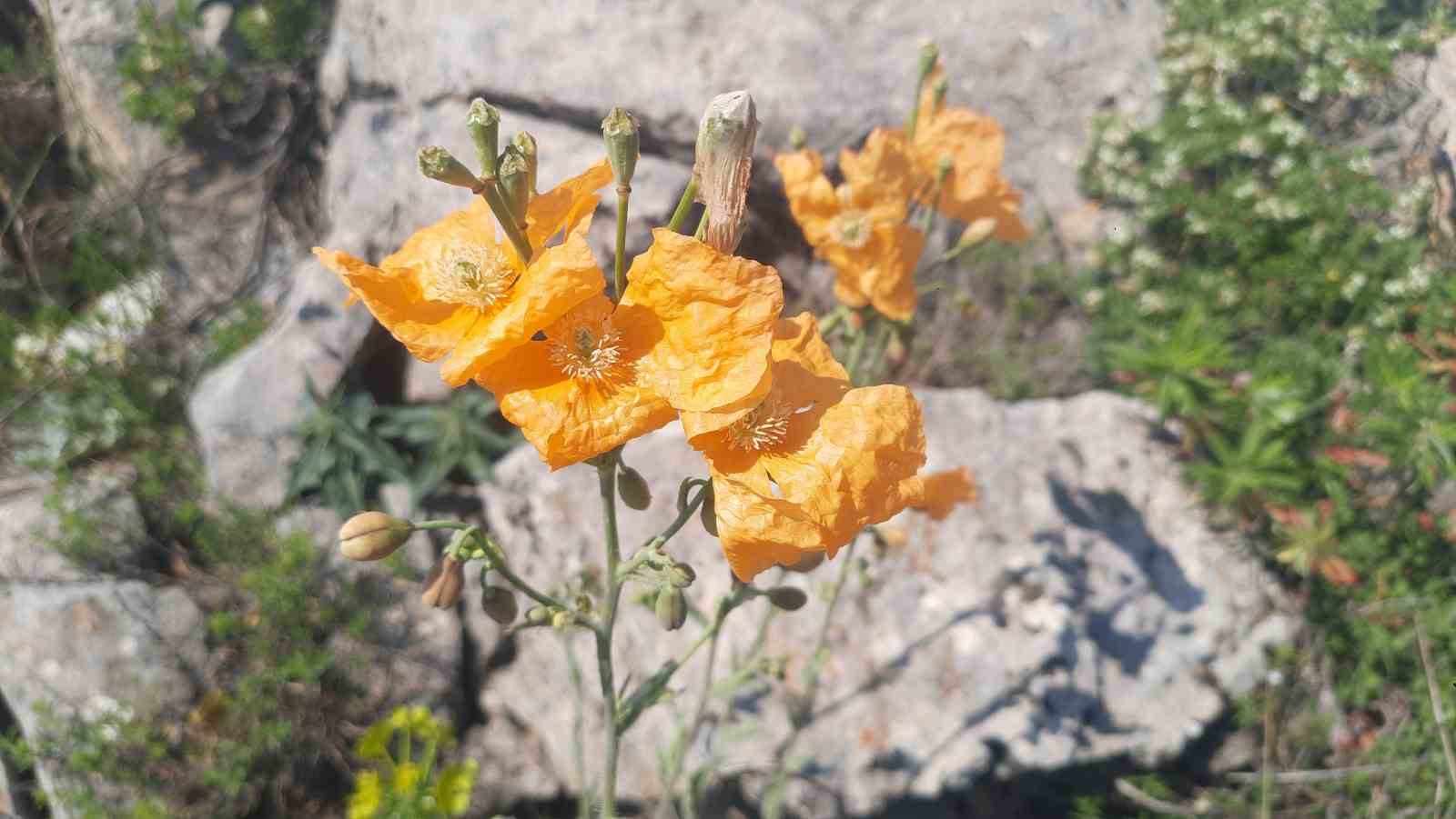 Bozkır’ın yüksek rakımlı yaylalarındaki bitki florası araştırıldı