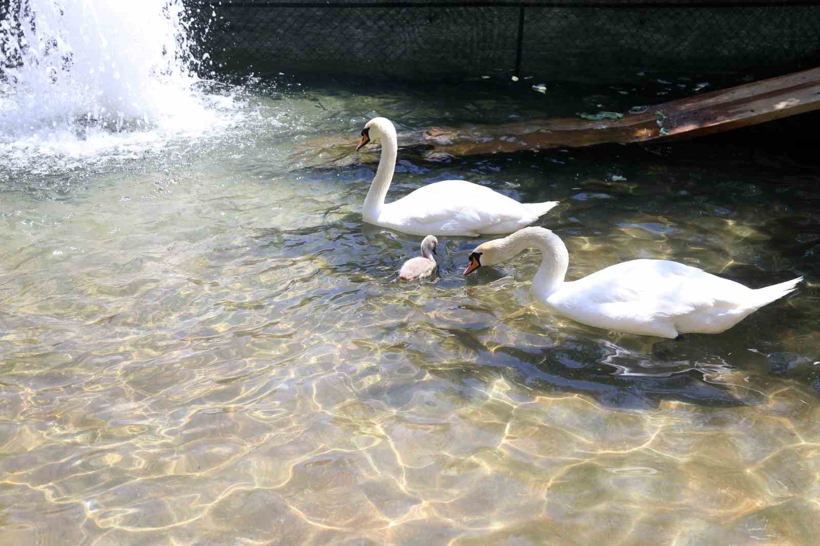 Başkent’in simgesi Kuğulu Park’tan sevindirici haber: 15 yıl sonra ilk kez beyaz kuğu doğdu