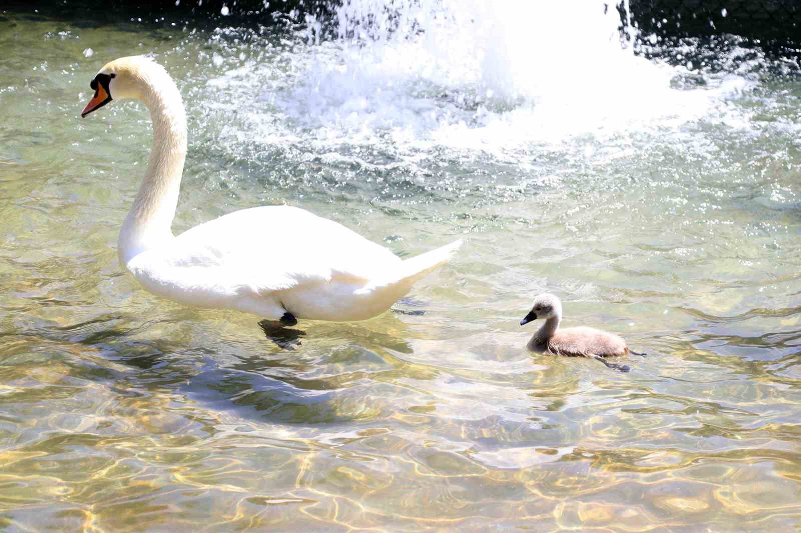 Başkent’in simgesi Kuğulu Park’tan sevindirici haber: 15 yıl sonra ilk kez beyaz kuğu doğdu
