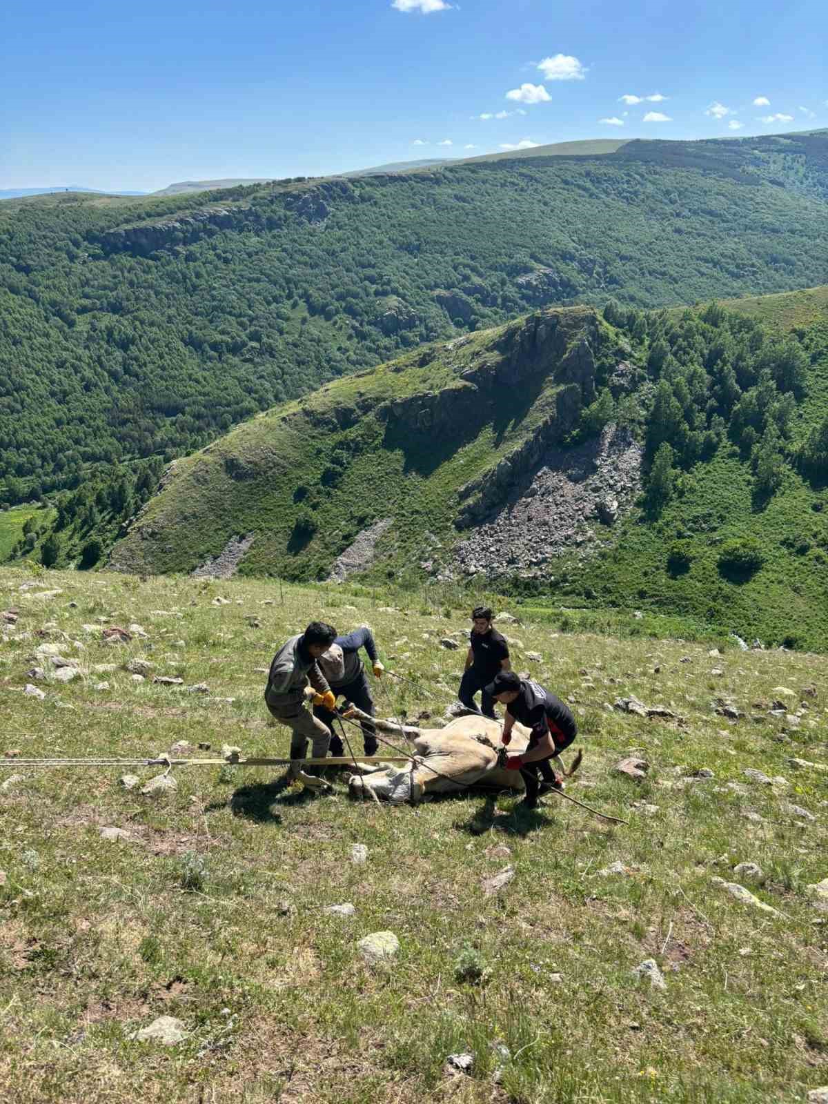 Kayalıklarda mahsur kalan ineği AFAD kurtardı