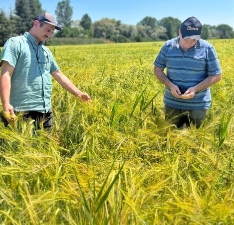 Kütahya’da sertifikalı arpaların tarla kontrolleri yapıldı