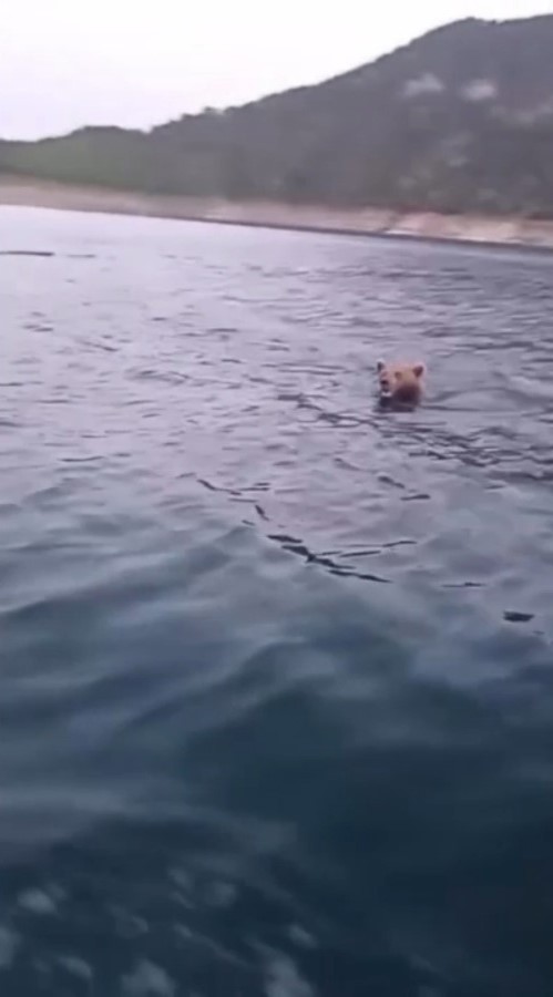 Sinop’ta yüzen ayı kameralara yansıdı